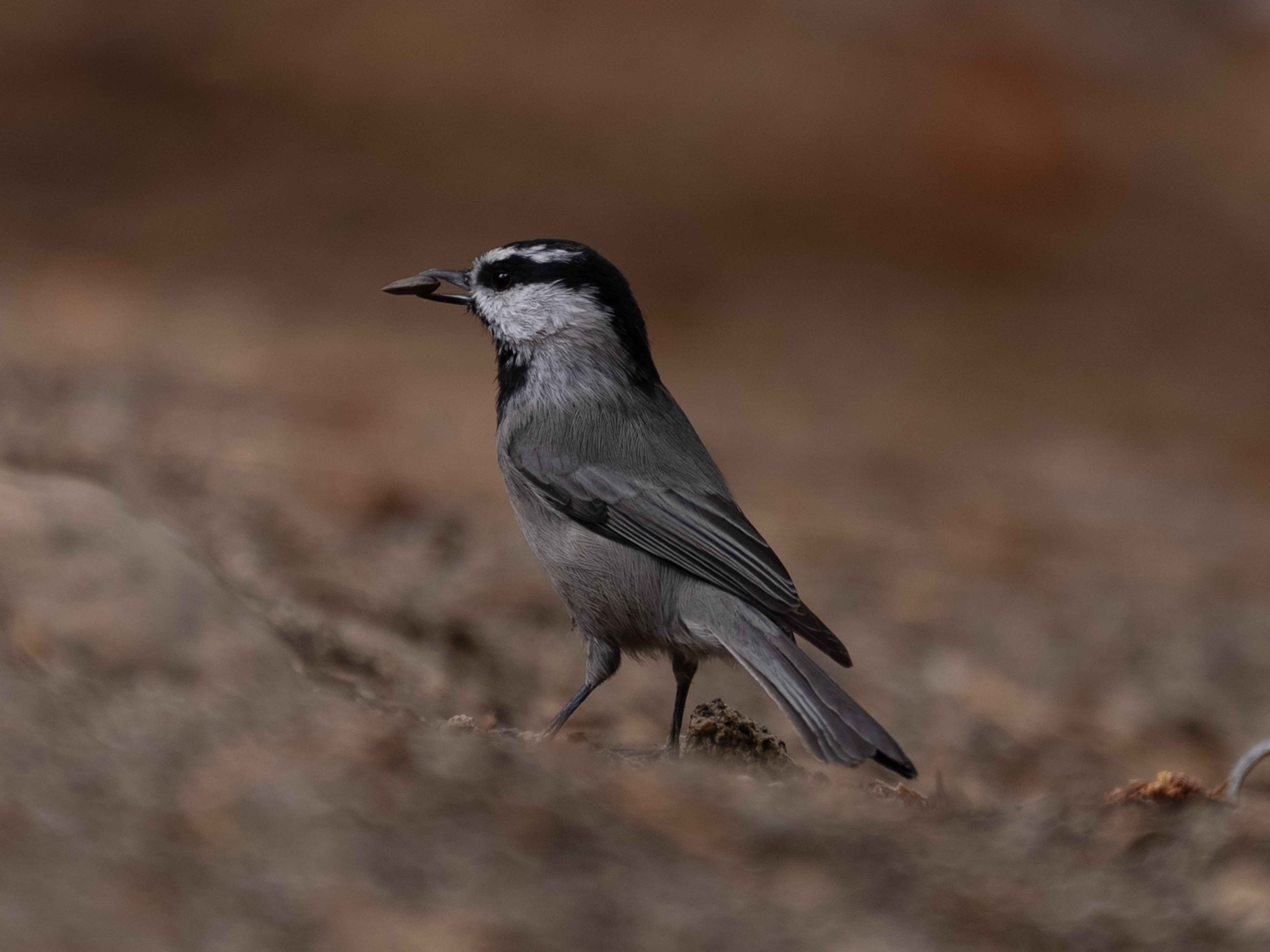 Mountain Chickadee | Birds Of Idyllwild, California – Desert Oasis