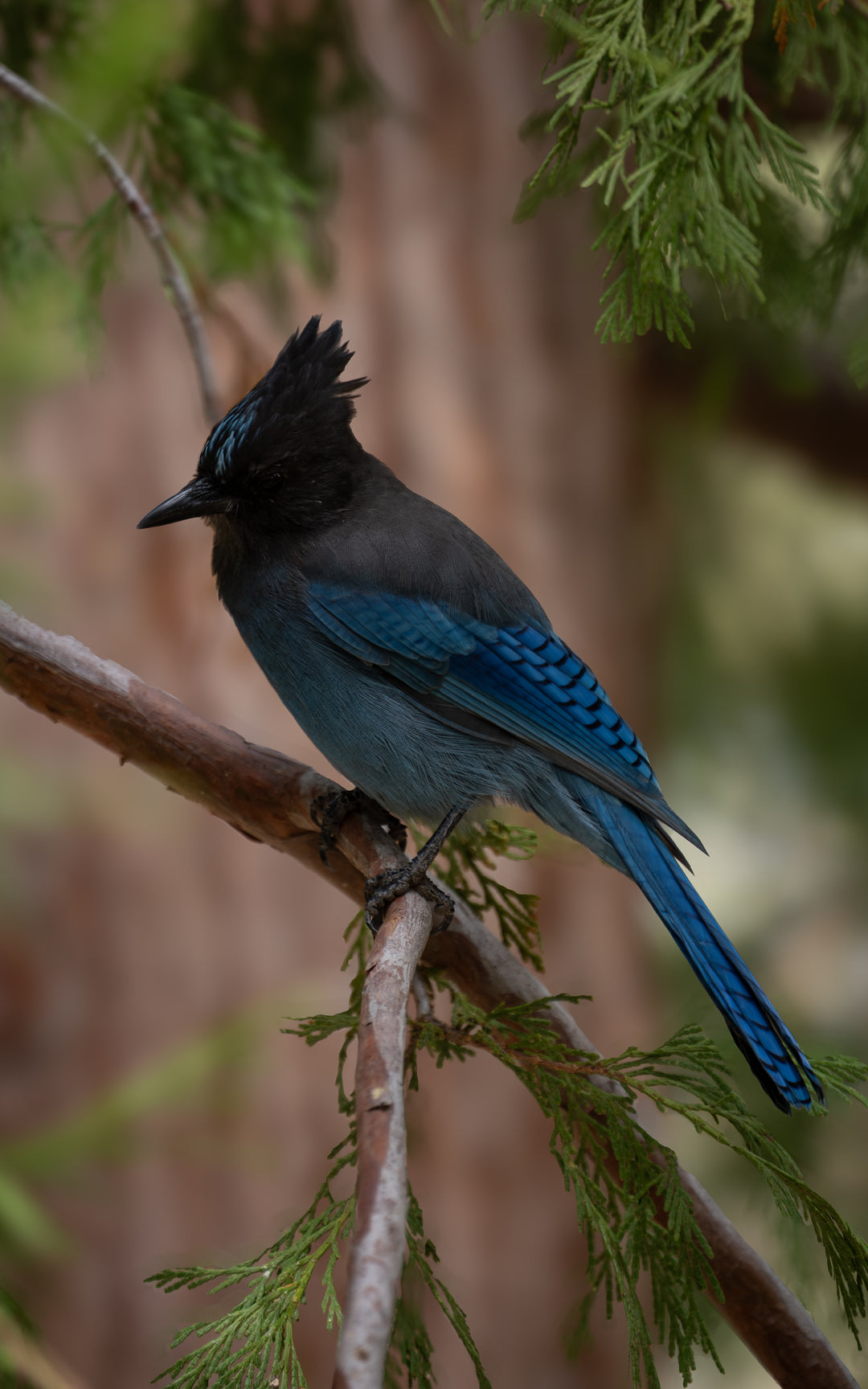 Steller's Jay | Birds Of Idyllwild, California – Desert Oasis Insider