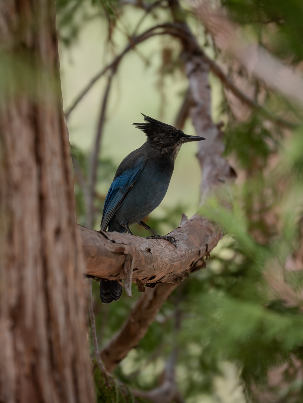 Steller’s Jay