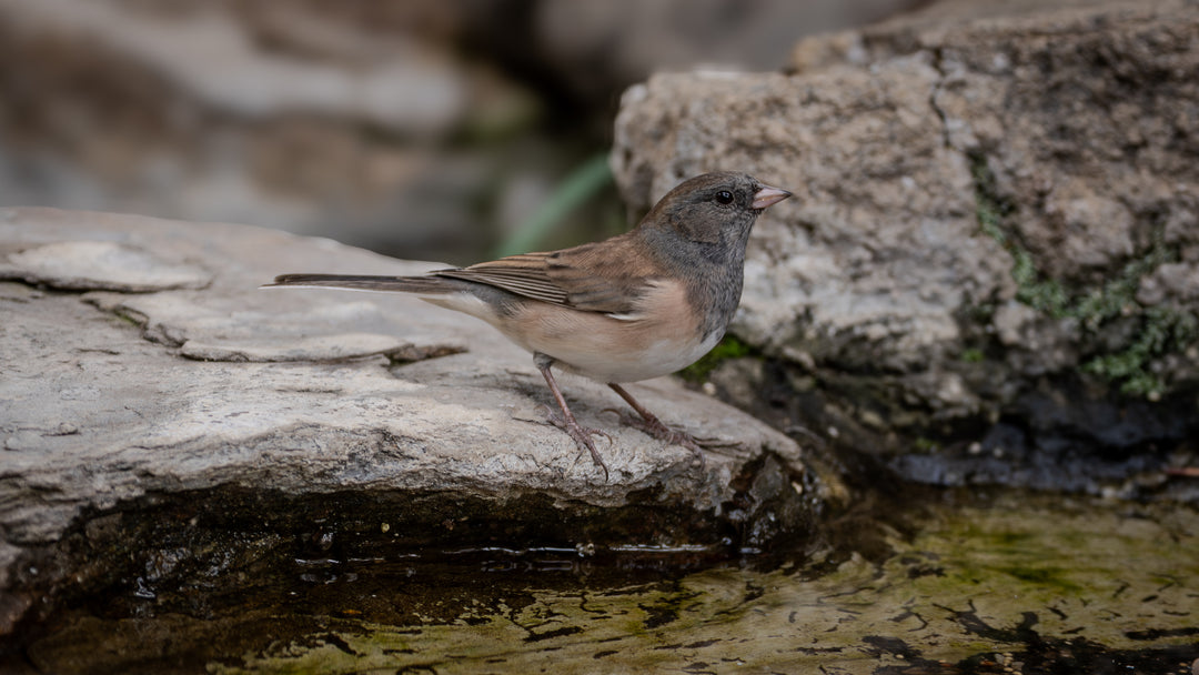 Dark-eyed Junco