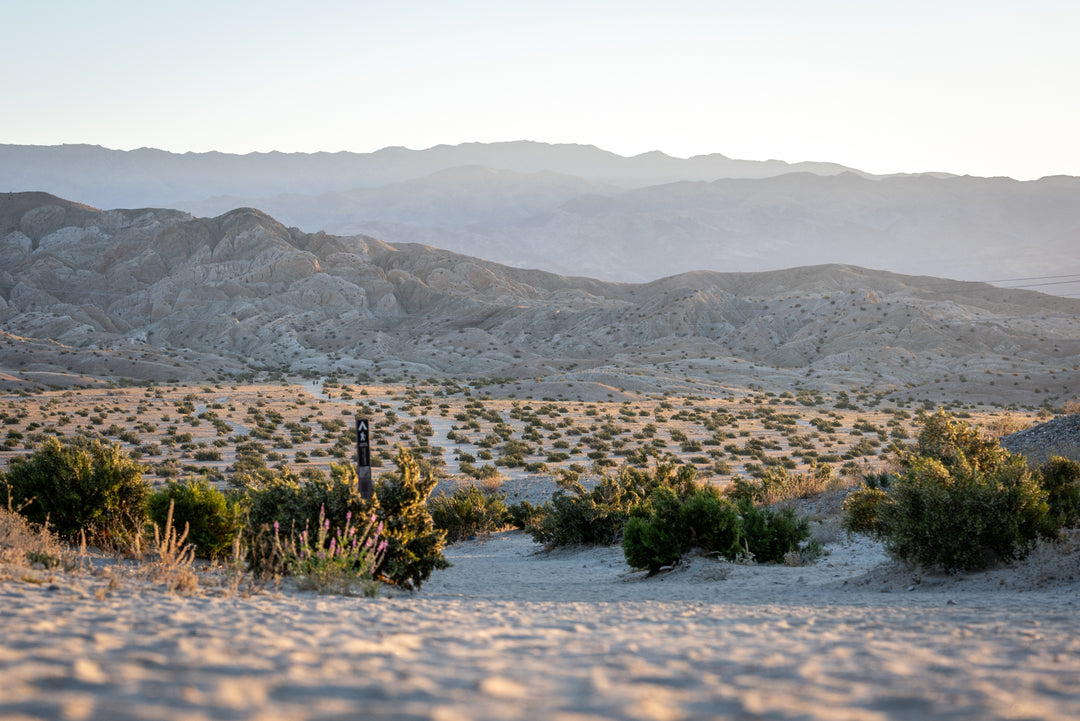 Creosote Bush