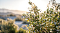 Creosote Bush