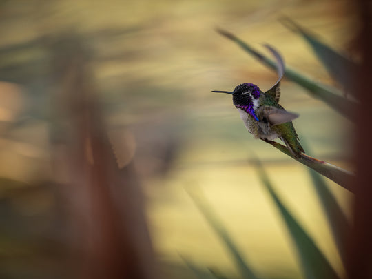 Costa’s Hummingbird