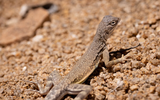 Common Side-blotched Lizard