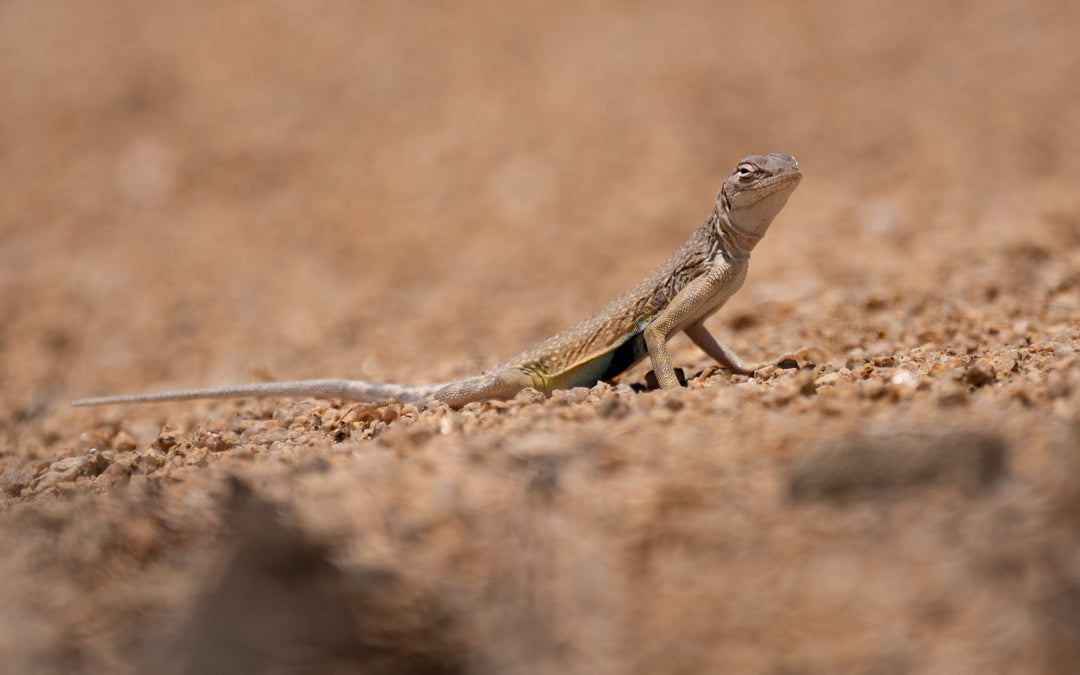 Common Side-blotched Lizard