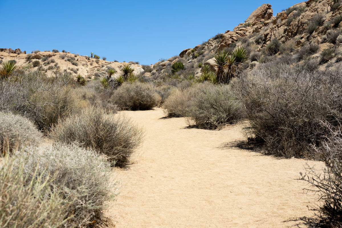 Sandy trail, desert shrubs and rocky hills in the Cottonwood region of Joshua Tree National Park.