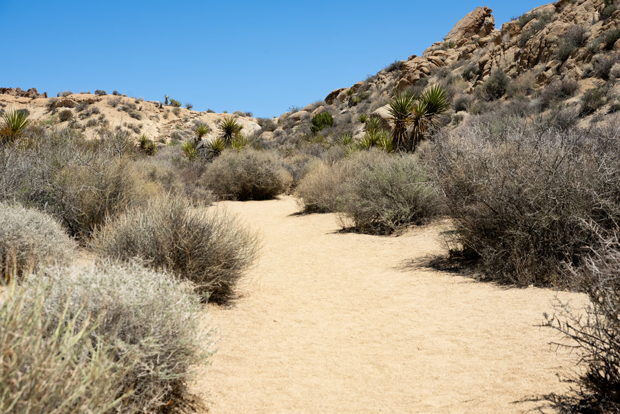 Sandy hiking trail through desert scrub and yucca in Joshua Tree's Cottonwood region