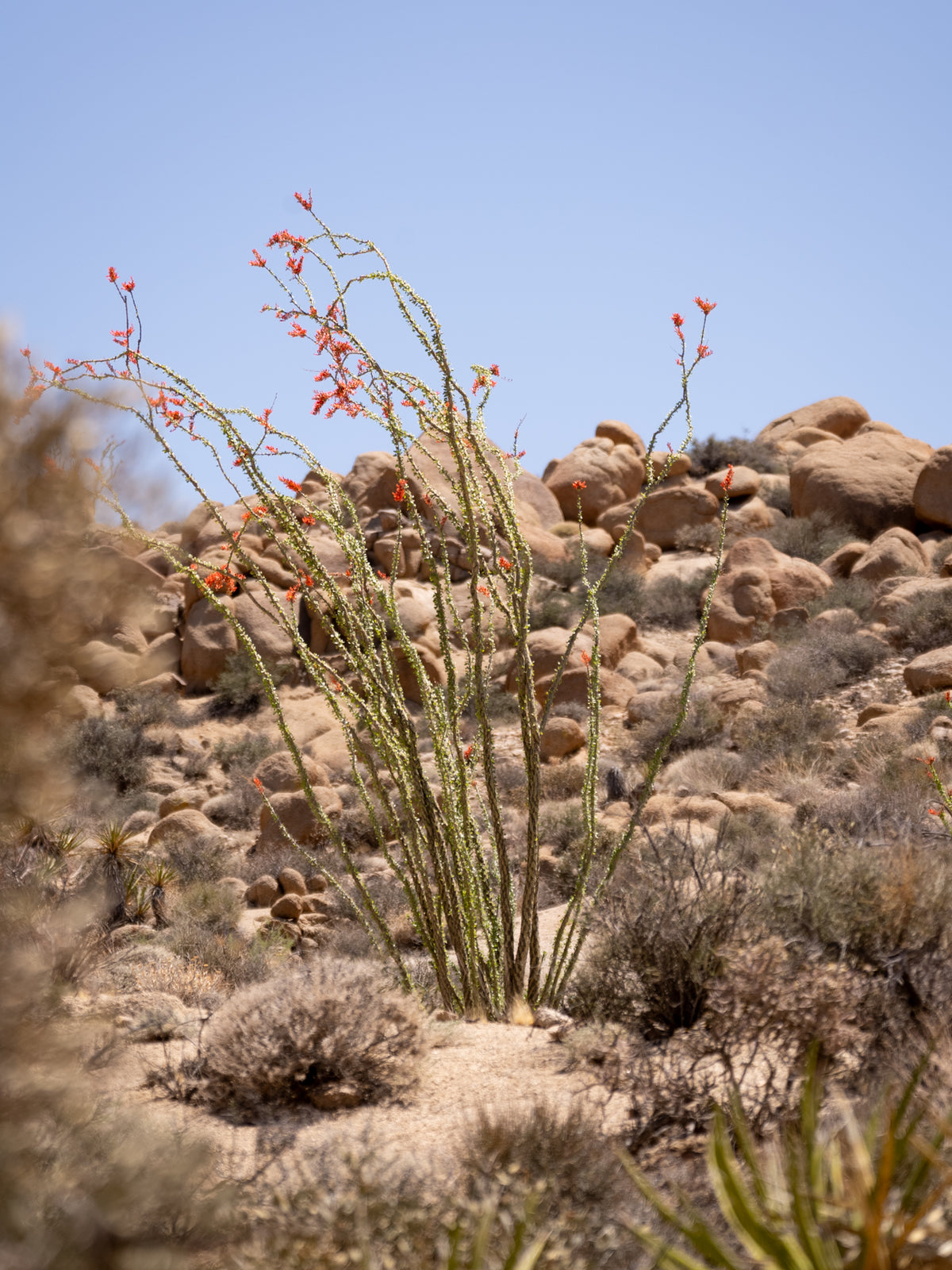 Ocotillo