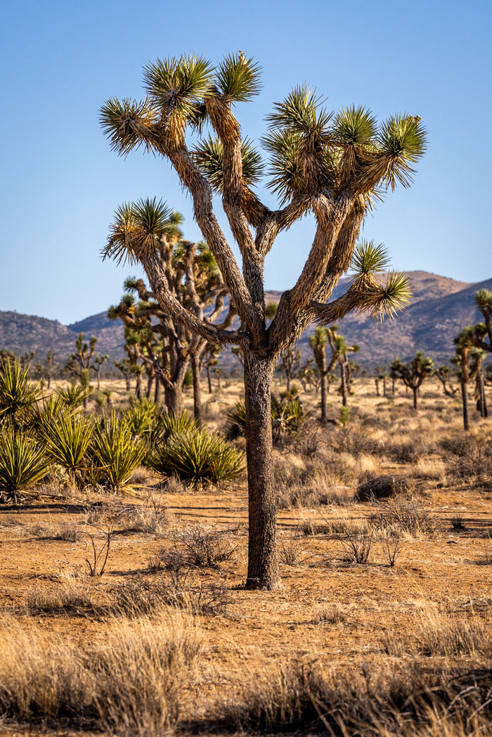Joshua Tree