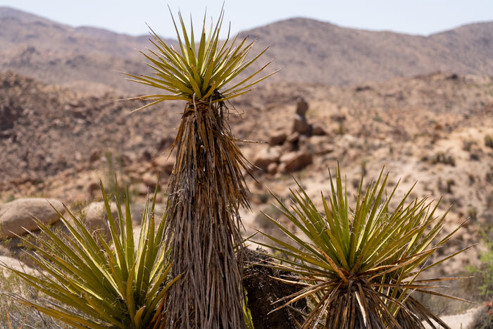 Mojave Yucca