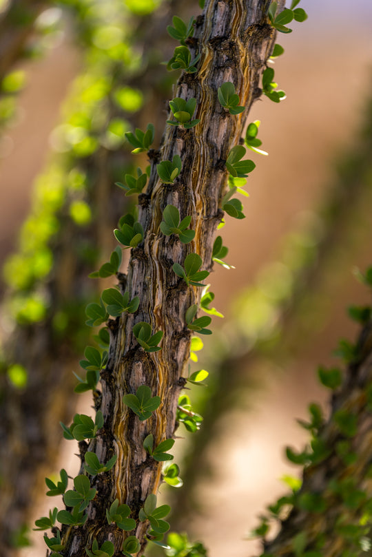 Ocotillo