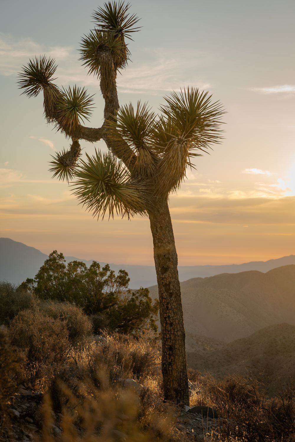 Joshua Tree