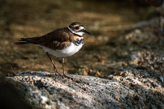 Killdeer