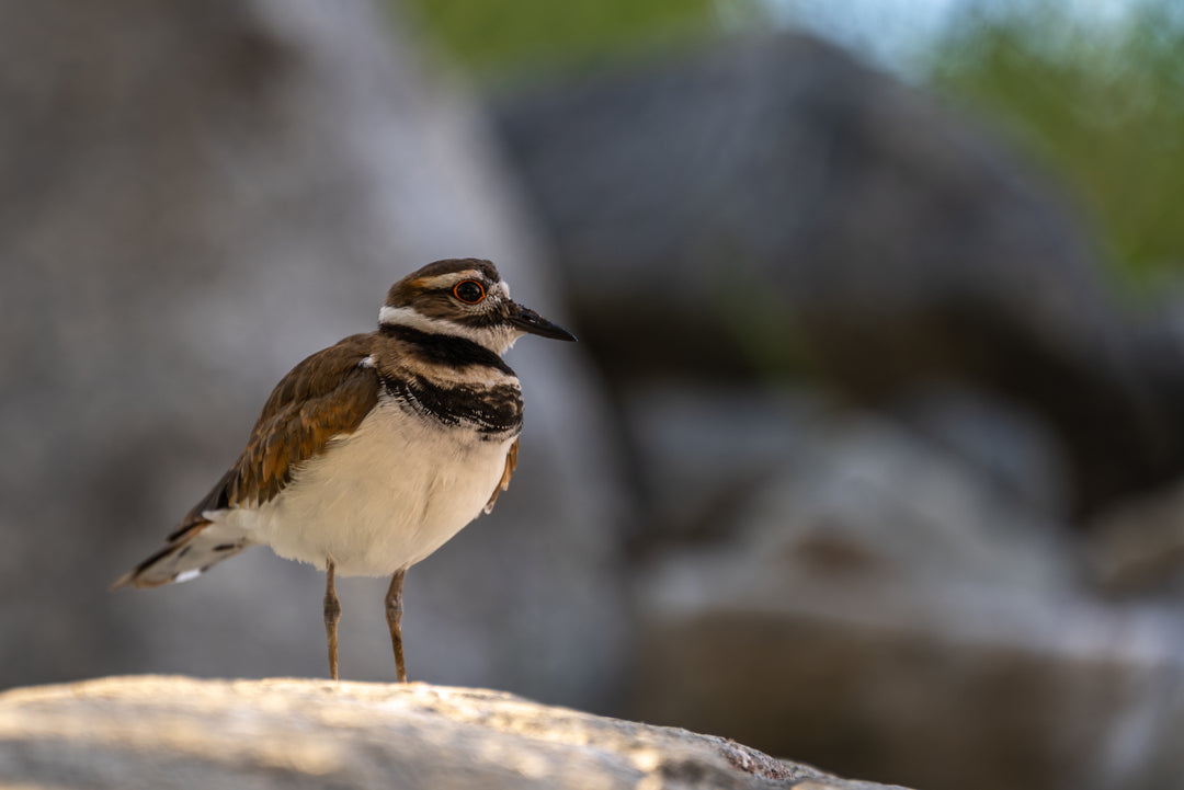 Killdeer