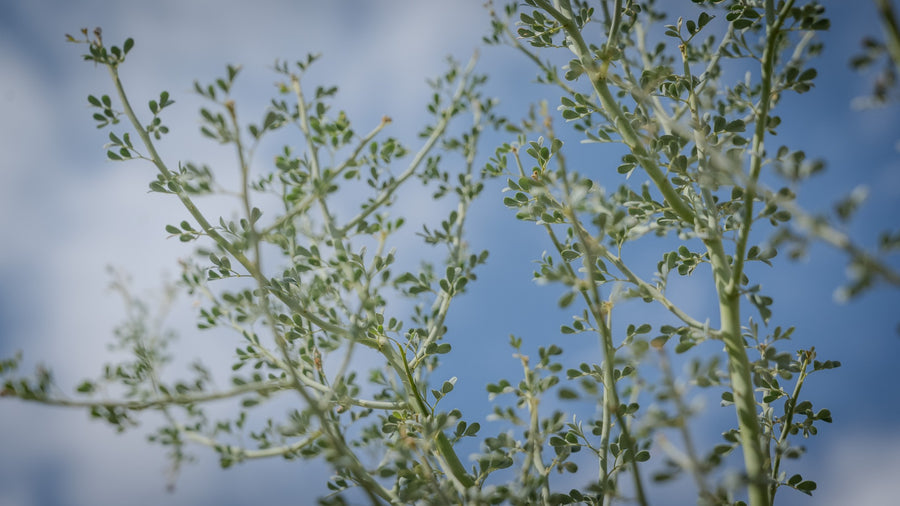 Close-up of green palo verde branches and small paired leaflets in La Quinta Cove, September 2026
