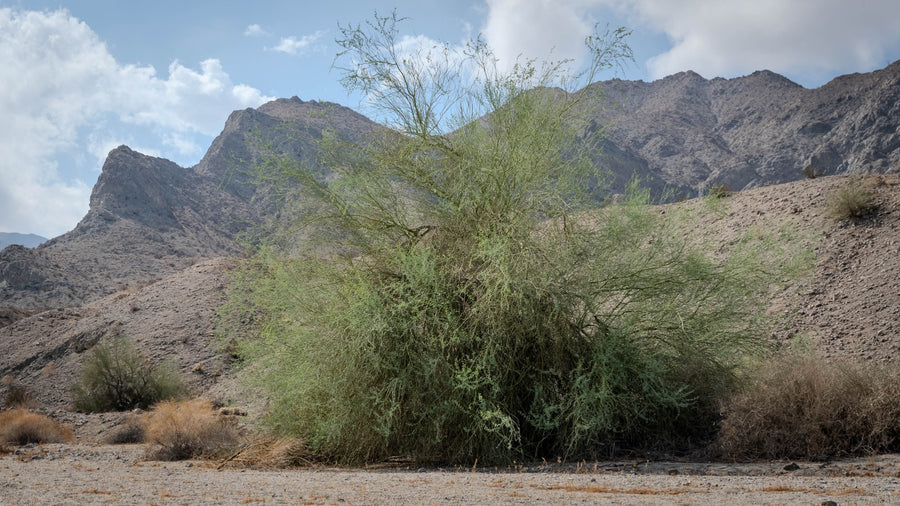 Palo verde tree with airy green branches against the Santa Rosa Mountains in La Quinta Cove, September 2026