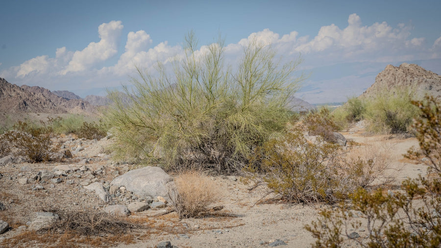 Palo verde tree along a rocky trail in La Quinta Cove beneath afternoon clouds, September 2026