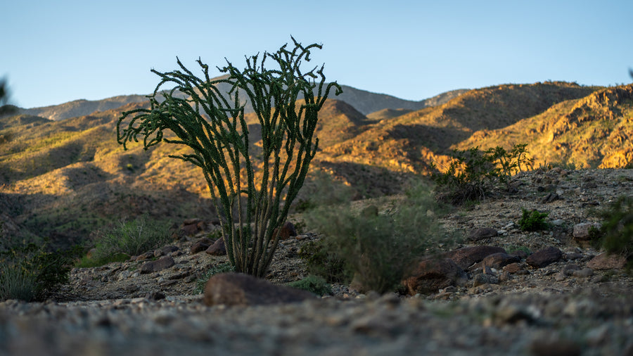 Ocotillo