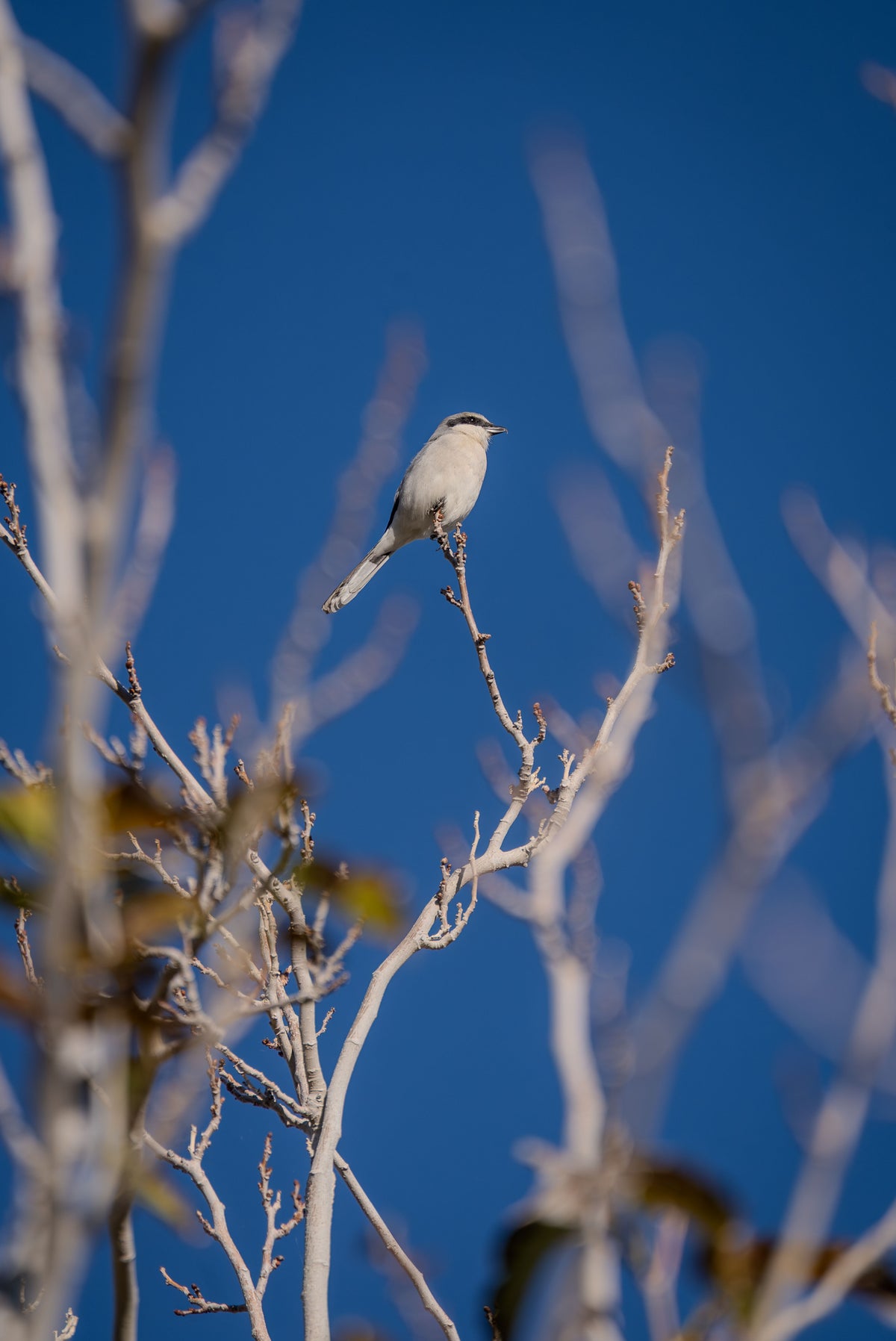 Loggerhead Shrike