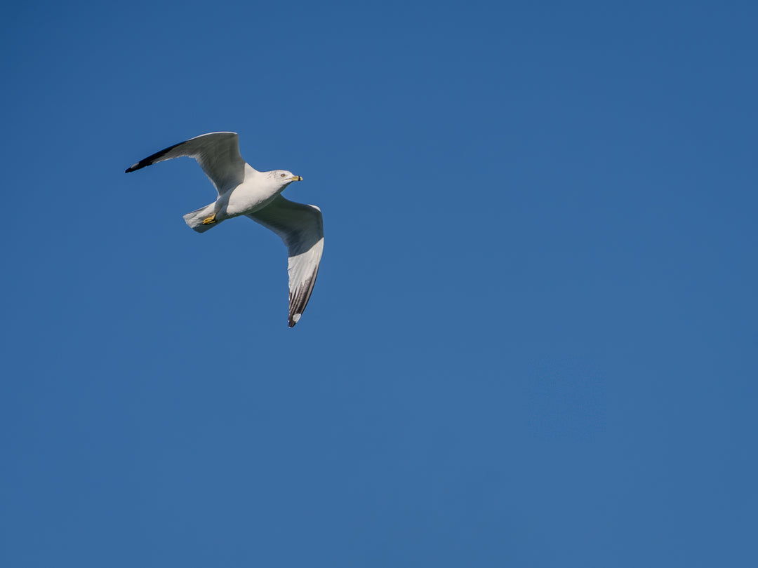 Ring-billed Gull