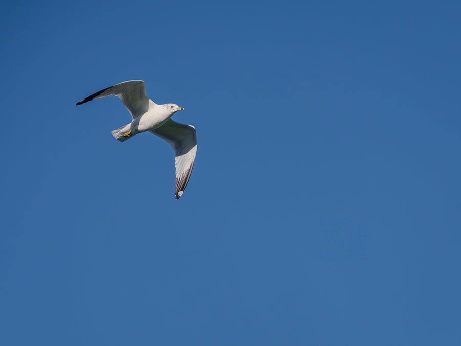 Ring-billed Gull