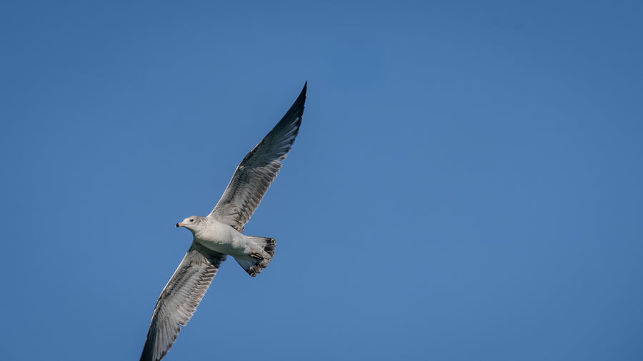 Ring-billed Gull