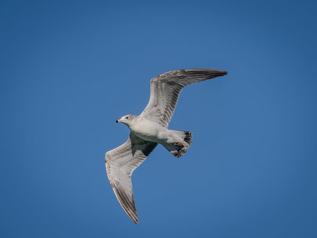 Ring-billed Gull