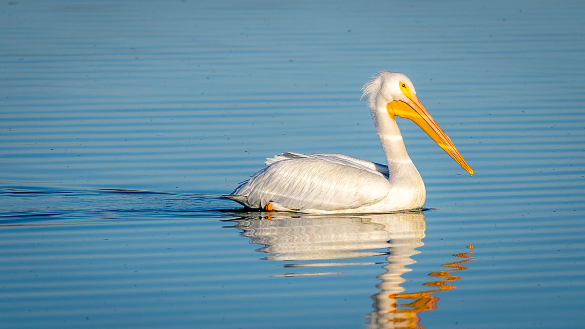 An American White Pelican floating on water with a blue sky and white clouds in the background.