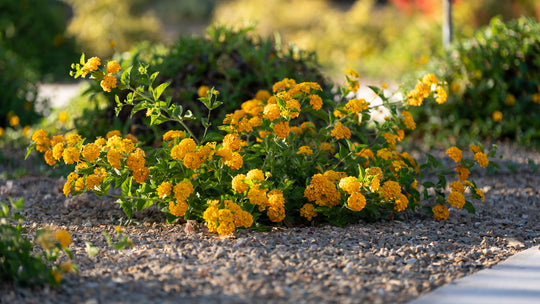 Lantana