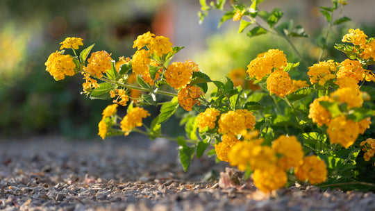 Lantana
