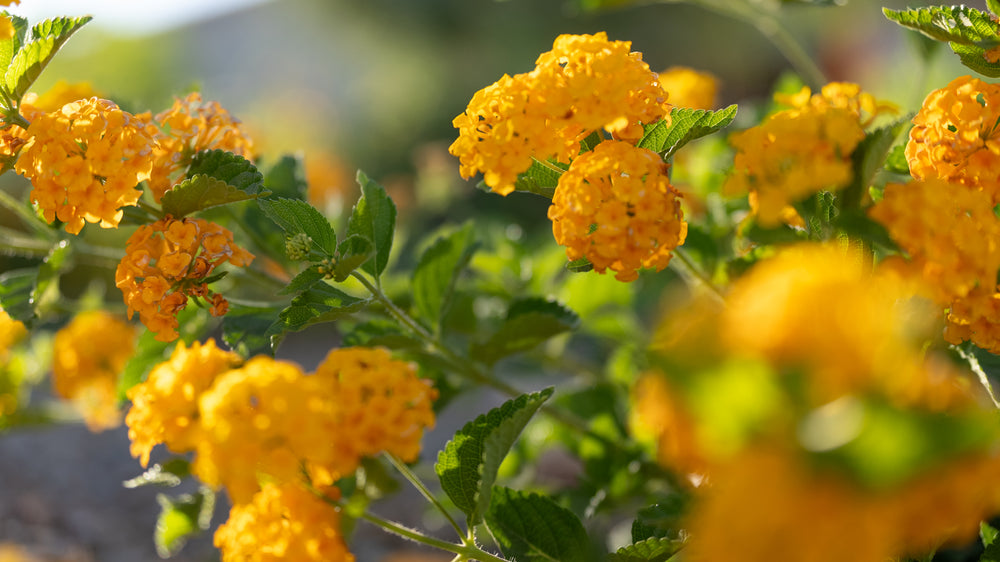 Lantana