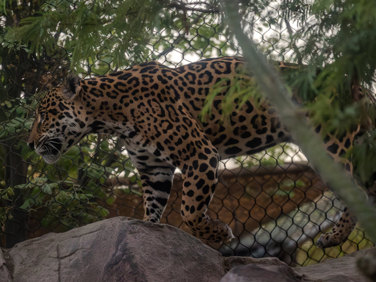 Jaguar