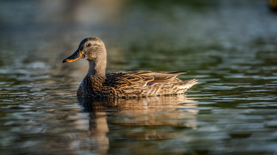 Mallard Duck