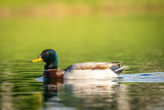 Mallard Duck
