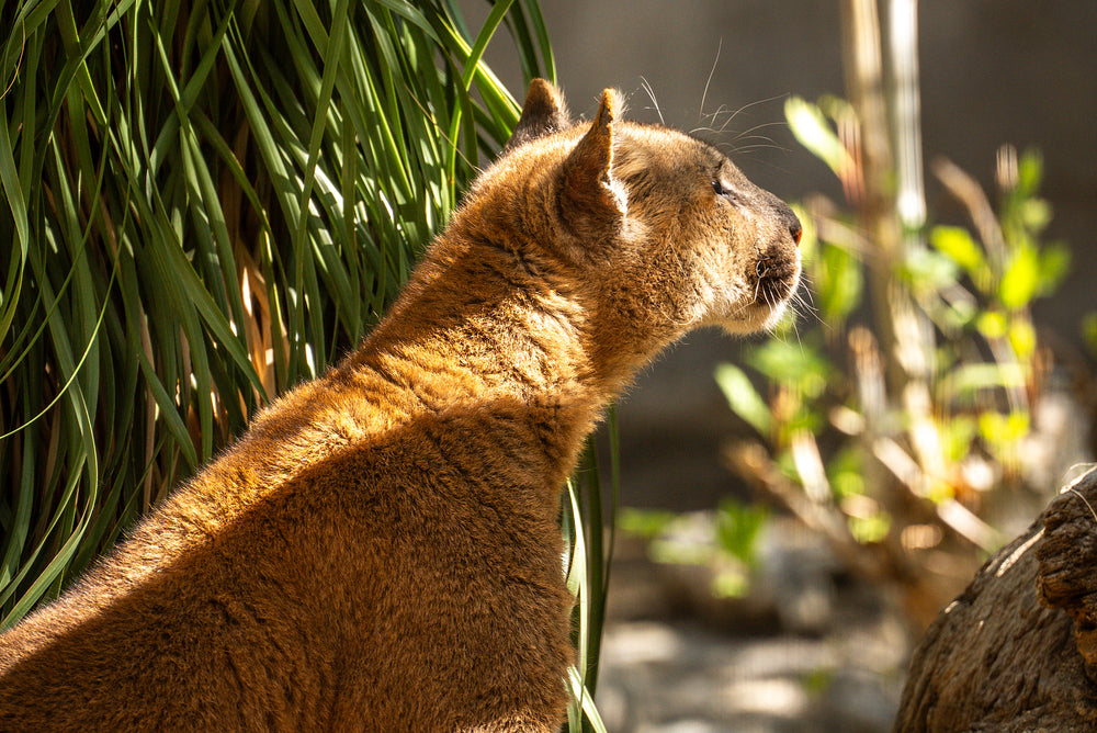 Mountain Lion