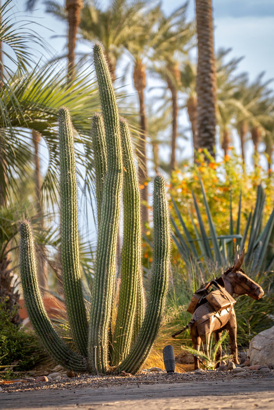 Organ Pipe Cactus