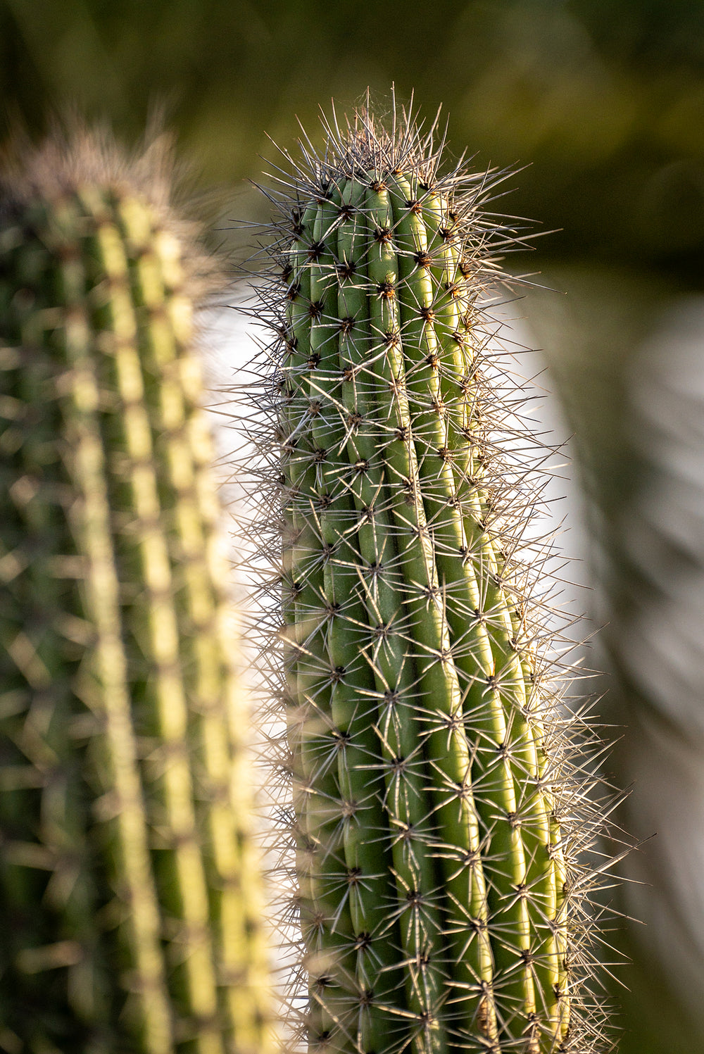 Organ Pipe Cactus