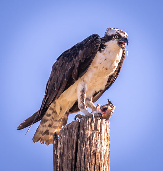 Osprey