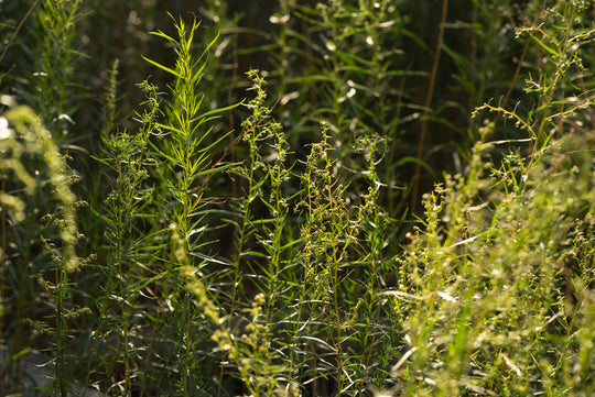 Artemisia dracunculus (Wild Tarragon)