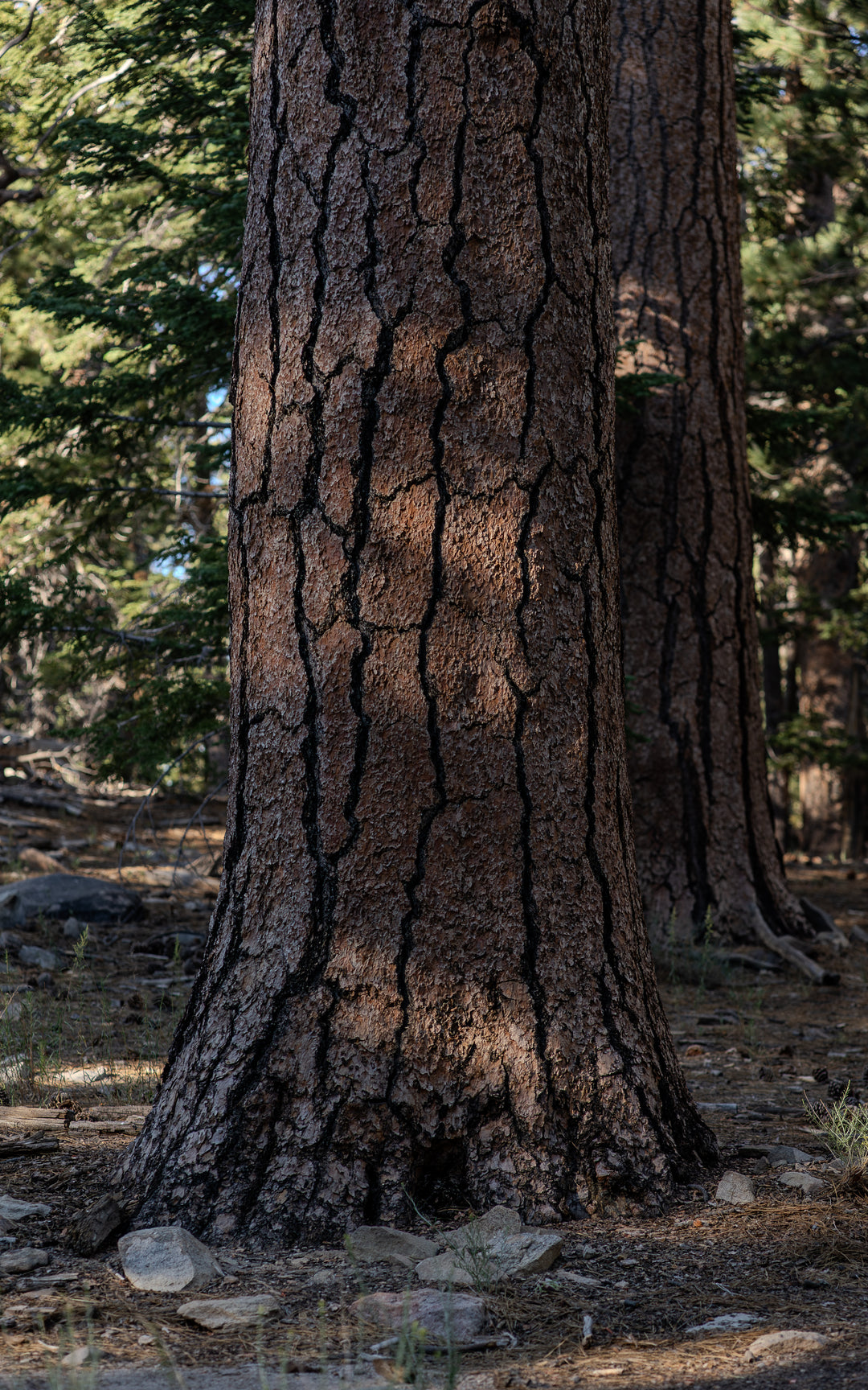 Jeffrey pine