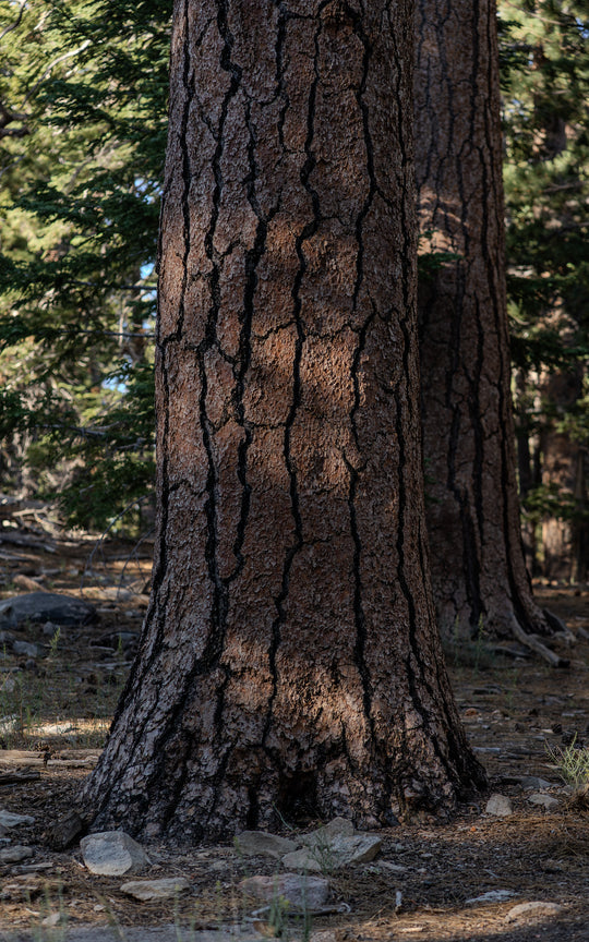 Jeffrey pine