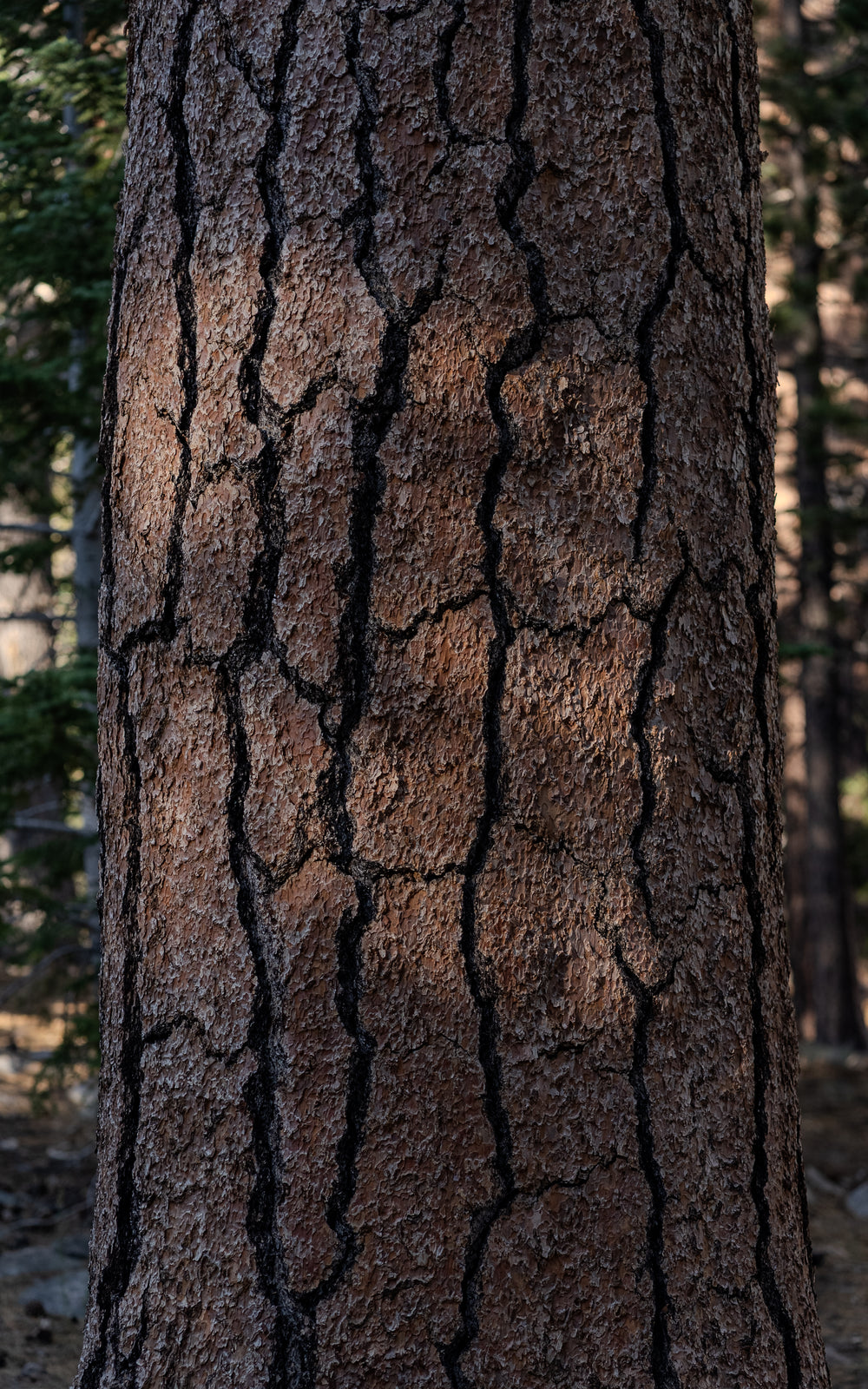 Jeffrey pine