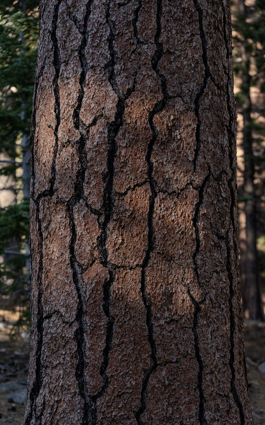 Jeffrey pine