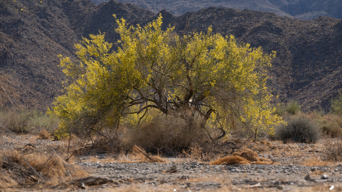 Palo Verde