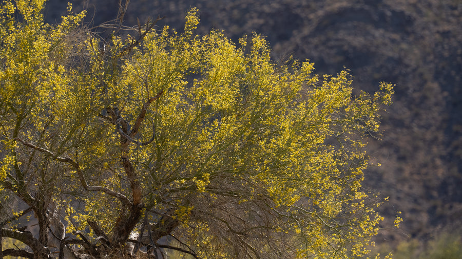 Palo Verde