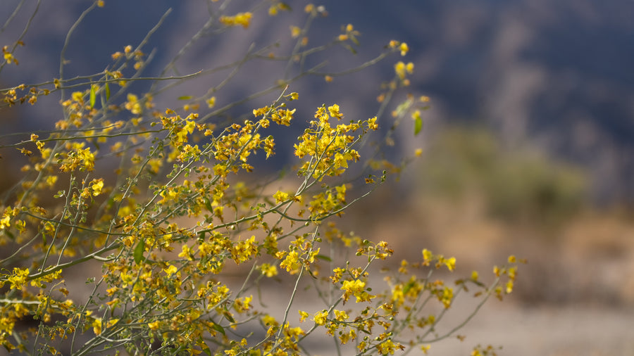 Palo Verde
