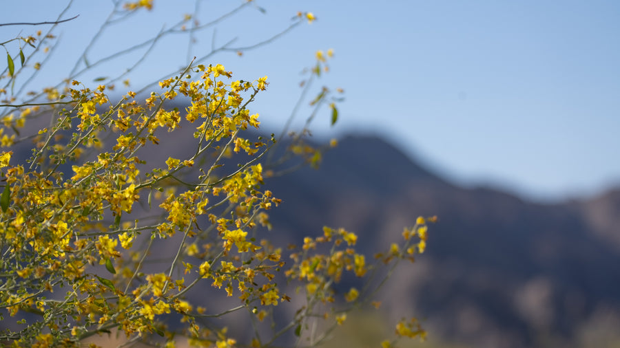 Palo Verde