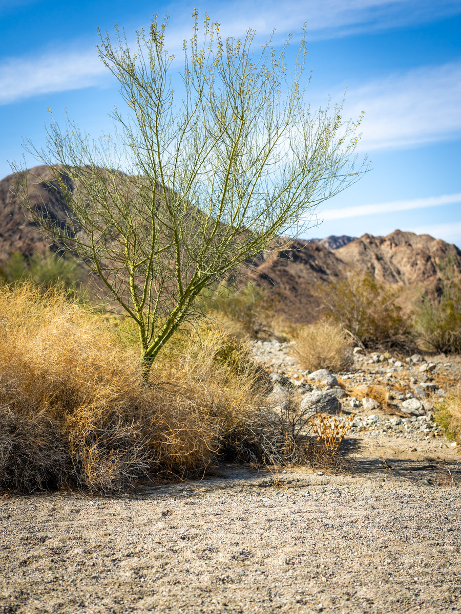 Palo Verde