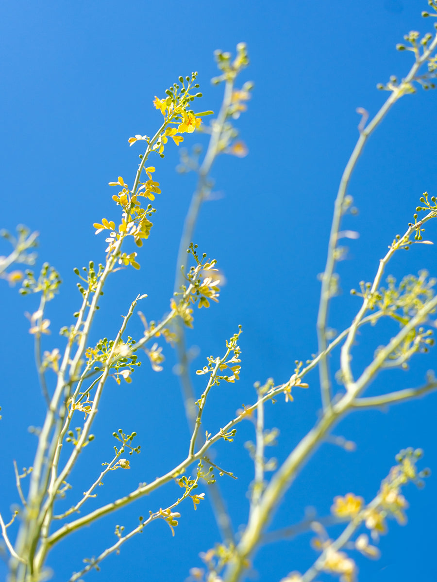 Palo Verde