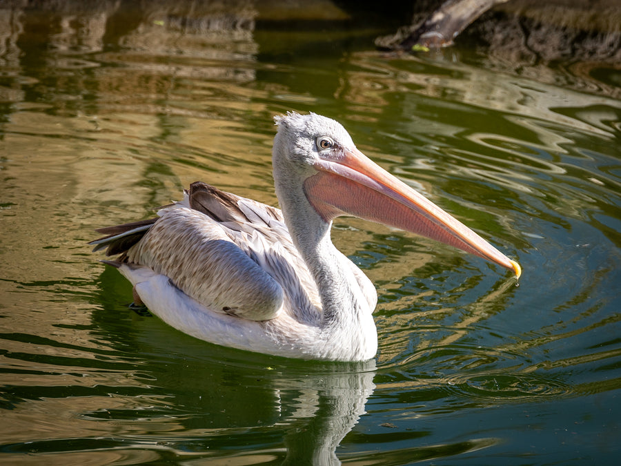 Pink-backed Pelican